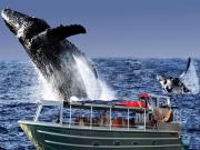 kohala ocean tours kohala ocean tours